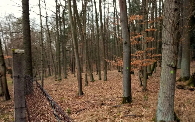 Vybrané stromy v těsné blízkosti slavné Americké zahrady se pokácí. Zastiňují vzácné dřeviny v arboretu