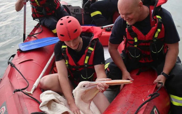 V roce 2019 odchytávali zvířecí záchranáři a hasiči pelikána na borské přehradě, foto Záchranná stanice živočichů Plzeň