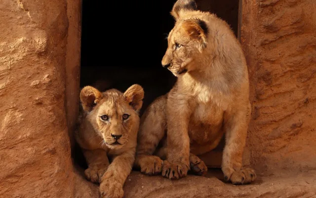 Lvice Farida odjela ze zoo, v novém domově se dočká partnera