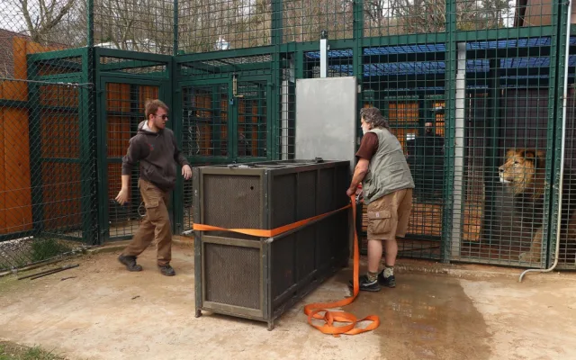 Lvice Farida odjela ze zoo, v novém domově se dočká partnera