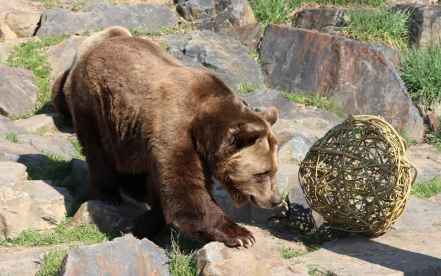 Všichni tři medvědi v plzeňské zoo oslavili kulaté narozeniny