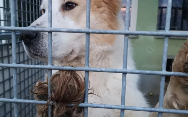 Pastevecký pes živořil v provizorním boxu v hromadě výkalů, veterináři ho odebrali a předali do péče útulku