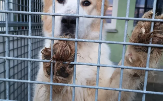 Pastevecký pes živořil v provizorním boxu v hromadě výkalů, veterináři ho odebrali a předali do péče útulku