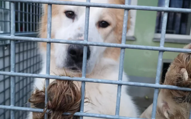 Pastevecký pes živořil v provizorním boxu v hromadě výkalů, veterináři ho odebrali a předali do péče útulku