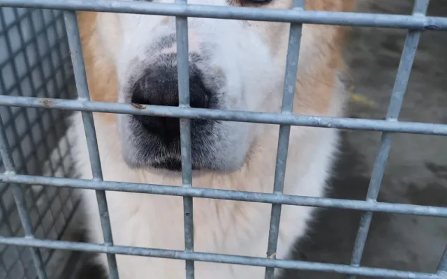 Pastevecký pes živořil v provizorním boxu v hromadě výkalů, veterináři ho odebrali a předali do péče útulku