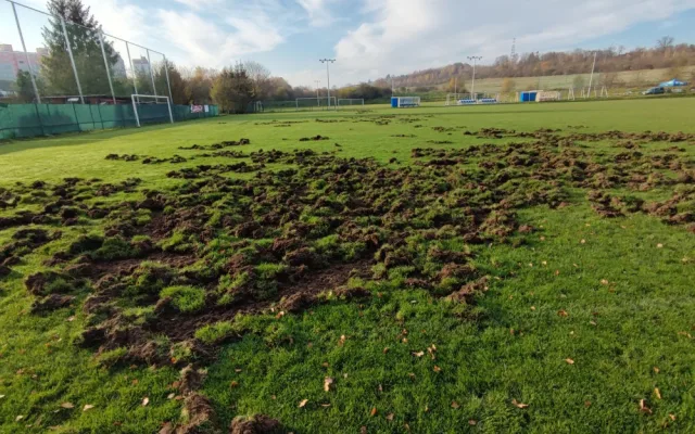 Město a první obvod poskytne fotbalistům čtyři miliony na obnovu hřiště rozrytého od divočáků