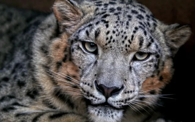 Návštěvníci plzeňské zoo mohou nově pozorovat mladou samici sněžného levharta, přicestovala z Lipska