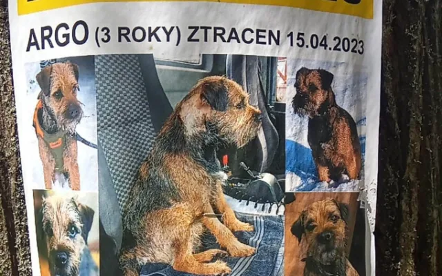 Ztracený pes skoro měsíc přežíval uvězněný ve štole, záchrana přišla čirou náhodou