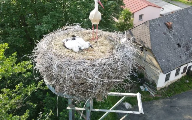 Experti kontrolovali čapí hnízda a kroužkovali mláďata. Narazili i na extrémně bojovnou samici s ostrým zobákem