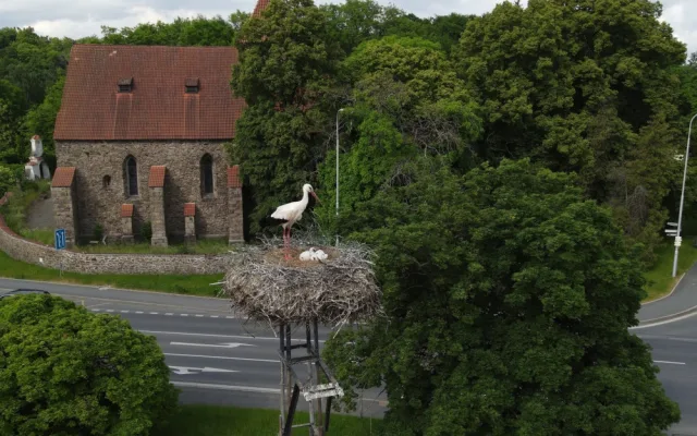 Experti kontrolovali čapí hnízda a kroužkovali mláďata. Narazili i na extrémně bojovnou samici s ostrým zobákem