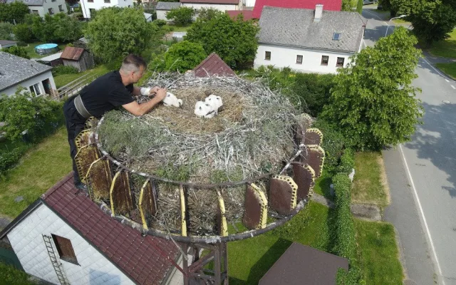 Experti kontrolovali čapí hnízda a kroužkovali mláďata. Narazili i na extrémně bojovnou samici s ostrým zobákem
