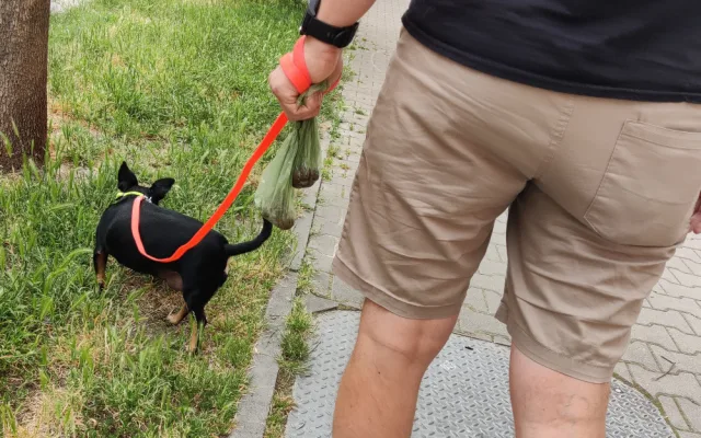 Nezodpovědní pejskaři dělají z některých lokalit v Plzni úplné minové pole, pokuty padají jen výjimečně