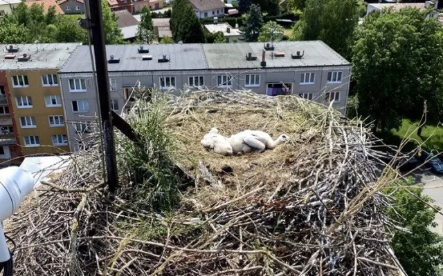 Provaz ošklivě zaškrtil na hnízdě nohu malého čápa. Mládě bohužel vážné zranění nepřežilo