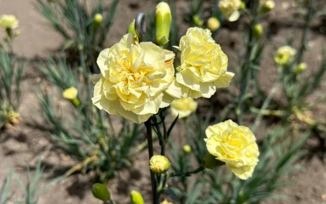 Proslulé klatovské karafiáty se ve městě pěstují už 210 let. Stále vznikají nové druhy hýřící barvami