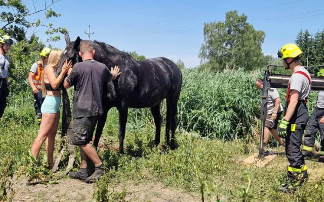 Kůň uvízl v korytě potoka, záchrannou akci komplikovala silná vrstva bahna