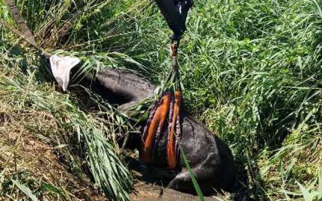 Kůň uvízl v korytě potoka, záchrannou akci komplikovala silná vrstva bahna