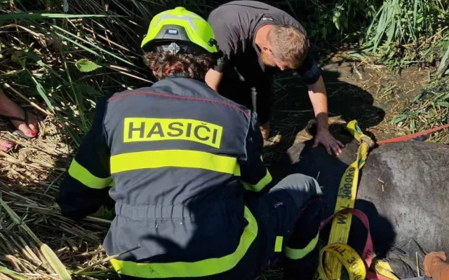 Kůň uvízl v korytě potoka, záchrannou akci komplikovala silná vrstva bahna
