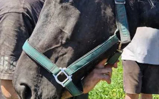 Kůň uvízl v korytě potoka, záchrannou akci komplikovala silná vrstva bahna