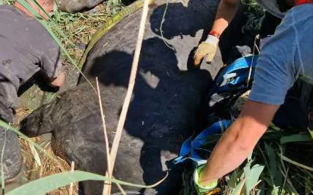 Kůň uvízl v korytě potoka, záchrannou akci komplikovala silná vrstva bahna