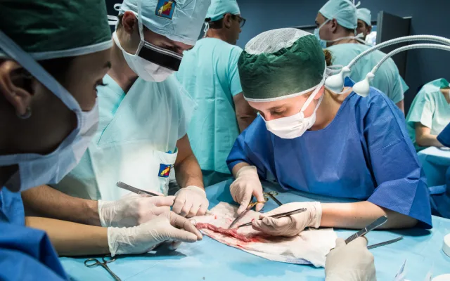 Studenti medicíny operují na škole v Plzni prasata, čtyřnohým pacientům sešívají cévy nebo odstraňují ledvinu