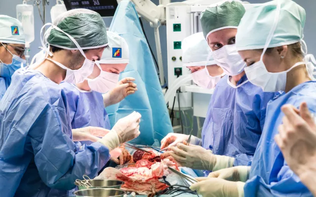 Studenti medicíny operují na škole v Plzni prasata, čtyřnohým pacientům sešívají cévy nebo odstraňují ledvinu