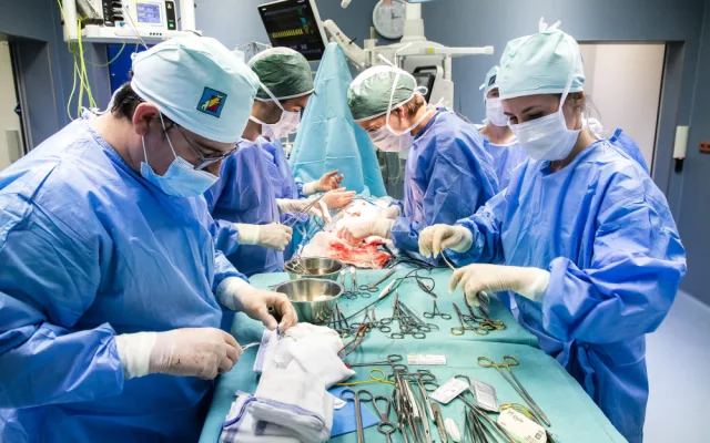 Studenti medicíny operují na škole v Plzni prasata, čtyřnohým pacientům sešívají cévy nebo odstraňují ledvinu