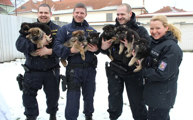 Feny lépe vycítí drogy, psi dokonale vystopují a zadrží lupiče. Psovodi mají v Plzeňském kraji přes 70 čtyřnohých parťáků