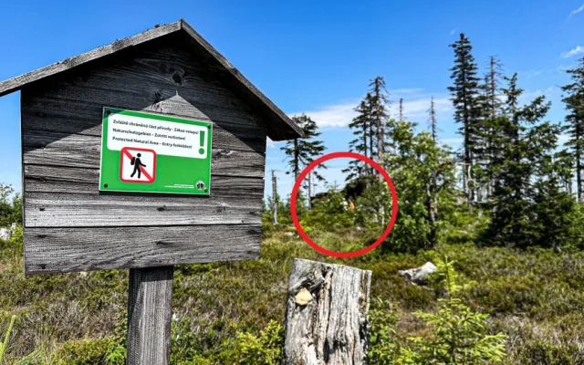 Turisté na Šumavě při sběru lesních plodů vstupují i na přísně zakázaná místa. Riskují tak pokuty v řádech tisíců
