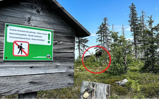 Turisté na Šumavě při sběru lesních plodů vstupují i na přísně zakázaná místa. Riskují tak pokuty v řádech tisíců