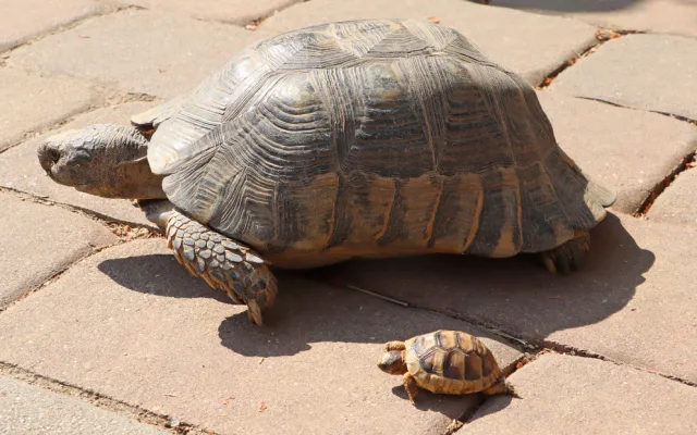 Návštěvníci plzeňské zoo mohou obdivovat želví školku s 28 mláďaty