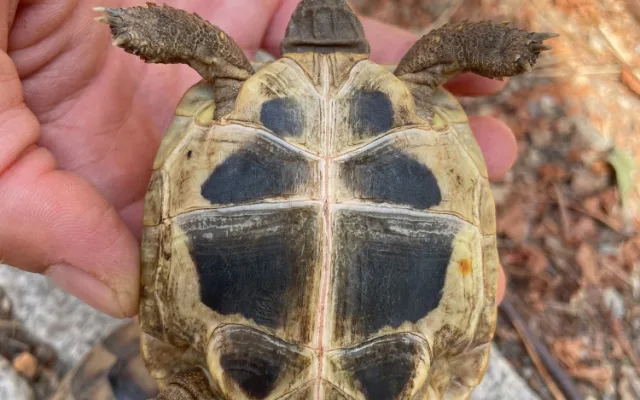 Návštěvníci plzeňské zoo mohou obdivovat želví školku s 28 mláďaty