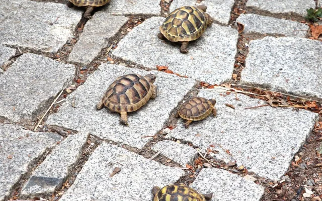 Návštěvníci plzeňské zoo mohou obdivovat želví školku s 28 mláďaty