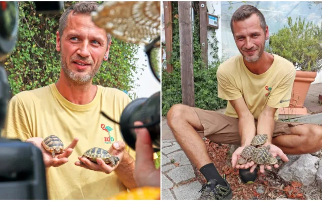 Návštěvníci plzeňské zoo mohou obdivovat želví školku s 28 mláďaty