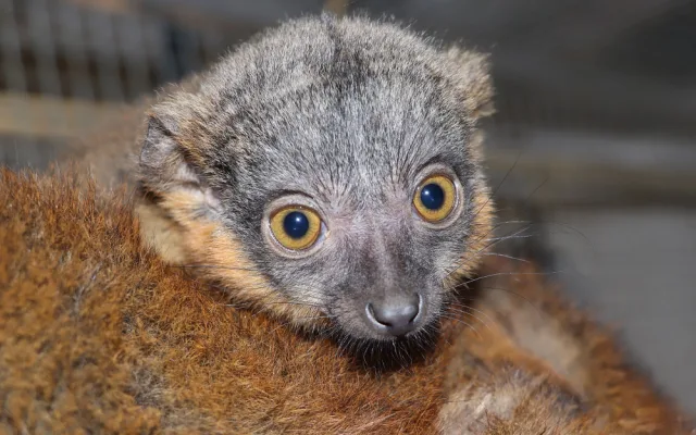 Lemur Límcový, foto: K. Misíková