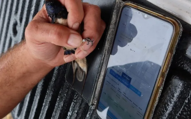 Vlaštovky si i po čtyřech cestách do zimoviště v Africe vždy našly cestu zpět ke hnízdu, kde se vylíhly