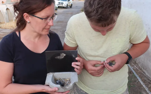 Jiřičky si oblíbily umělá hnízda u kravína, ochránci zvířat jim tam proto nainstalovali další řadovku
