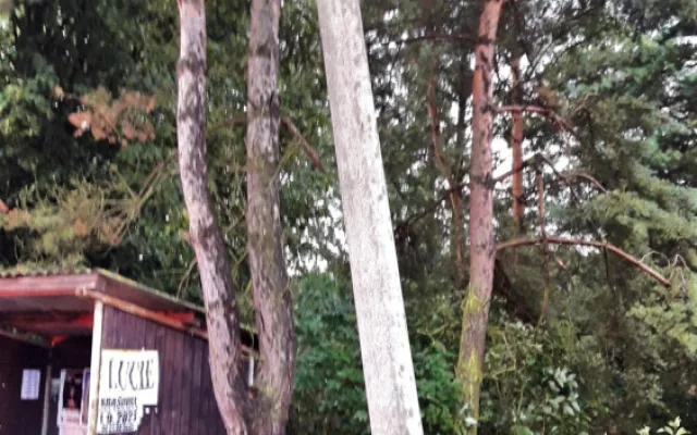Auto vyletělo v zatáčce ze silnice, narazilo do sloupu a skončilo v husté vegetaci. Řidička je v kritickém stavu