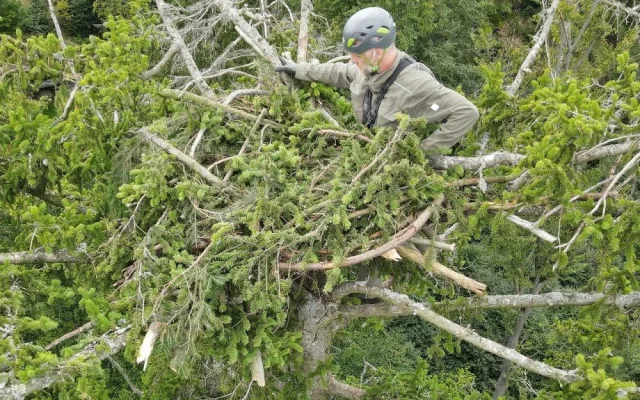 Jiří Segeč instaloval 40 metrů nad zemí do špičky smrku nové a bezpečnější hnízdo pro orla mořského