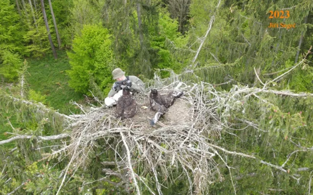 Jiří Segeč instaloval 40 metrů nad zemí do špičky smrku nové a bezpečnější hnízdo pro orla mořského
