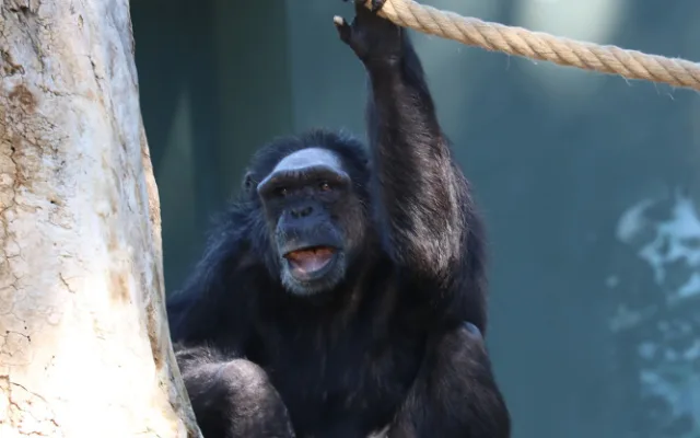 Šimpanzi v plzeňské zoo dovádějí v novém výběhu, nechybí tam prolézačky, lana a vodní příkop