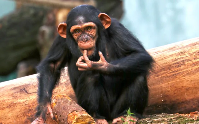 Šimpanzi v plzeňské zoo dovádějí v novém výběhu, nechybí tam prolézačky, lana a vodní příkop