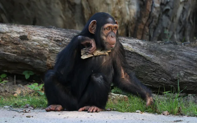 Šimpanzi v plzeňské zoo dovádějí v novém výběhu, nechybí tam prolézačky, lana a vodní příkop