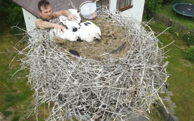 Adopce čápů