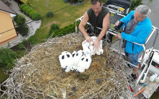 Adopce čápů