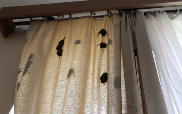 Netopýři obsadili pokoj v jejich oblíbeném hotelu. Pohodlí si tam užívalo 256 živých jedinců, které bylo třeba odchytit