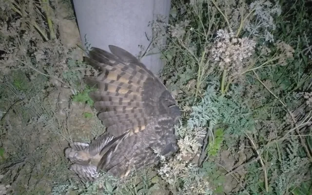 Mládě vzácného výra velkého zahynulo po zásahu elektrickým proudem, když usedlo na sloup s vedením