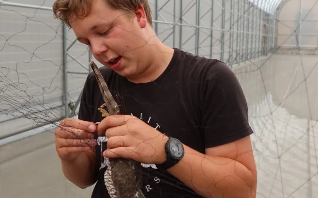 Dravec při lovu vlétl do průmyslové haly, zkušený tým ornitologů ho lapil za pár minut