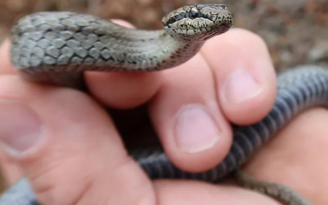 Z hada se nakonec vyklubala užovka