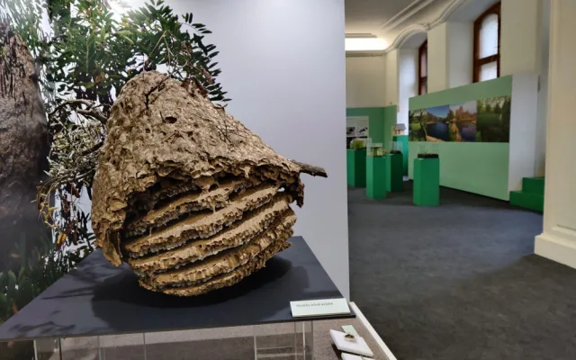 První objevené hnízdo sršně asijské v Česku je k vidění v muzeu, vědci ho zkoumali i počítačovým tomografem