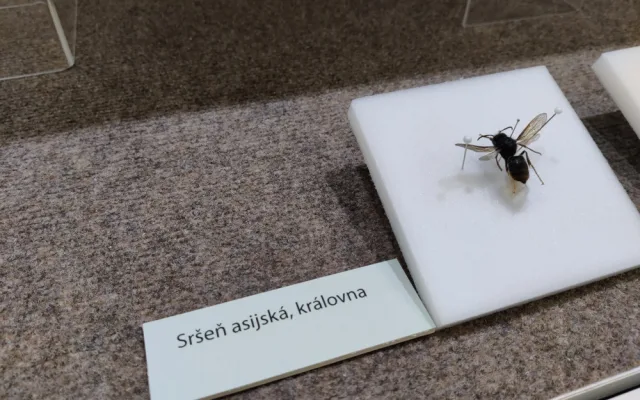 První objevené hnízdo sršně asijské v Česku je k vidění v muzeu, vědci ho zkoumali i počítačovým tomografem